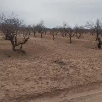 زمین|فروش زمین و ملک کلنگی|مهریز, |دیوار