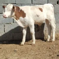 گاو گوساله گوساله نر