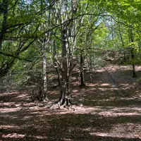 زمین زراعی مناسب ساخت سوله -پیست اسب