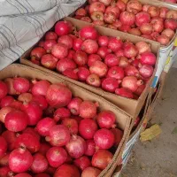 فروش انار قصرالدشت، مستقیم از باغ، بدون واسطه