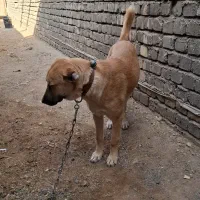 واگذاری توله دهن پاک|سگ|قنوات, |دیوار