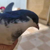 کبوتر دم گیر