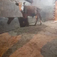 گاو گوساله|حیوانات مزرعه|خرمدره, |دیوار