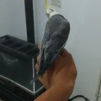 مامله با مرغ جوجه