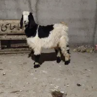 بزغاله نر بز|حیوانات مزرعه|رامیان, |دیوار