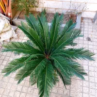 سیکاس