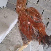 یک جفت لاری نسل دار