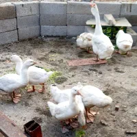 تخم اوکراینی اصیل