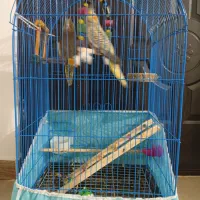 ۲ عدد طوطی عروس ۲ماهه با قغس بزرگ ولوازم