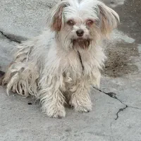 آروم و بازی گوش وباهوش|سگ|میاندوآب, |دیوار