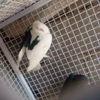 کبوتر پلاکی 40عدد|پرنده|سپیدان, |دیوار