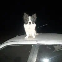 سگ تربیت شده مربی خوصی داشته واکسن خورده