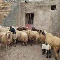 میش سنجابی|حیوانات مزرعه|زنده رود, |دیوار