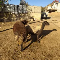 یک راس قوچ قزل افشار شیره دار|حیوانات مزرعه|پاپی, |دیوار