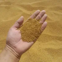 بذر یونجه