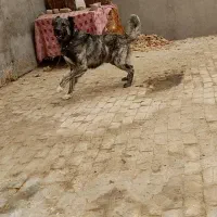 سگ گله ای ونگهبان|سگ|ساوه, |دیوار