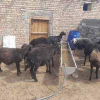 ۱۳راس‌گوسفند‌شیشک