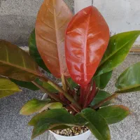 گل طبیعی|گل و گیاه طبیعی|نیشابور, گنبد سبز|دیوار