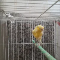 قناری کفتر|پرنده|مشهد, ایثار|دیوار