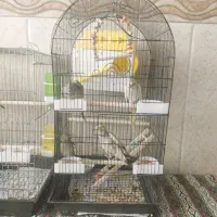 عروس هلندی ، همراه وسایل
