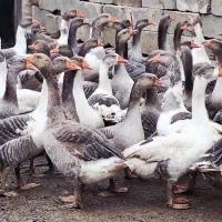 غاز،بط،بت خانگی کاملا ارگانیک