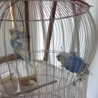 مرغ عشق پروانه ای|پرنده|شهریار, شهریار|دیوار