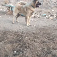 دعدد سگ گله یکی نر یکی ماده