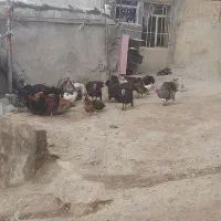 بوقلمو|حیوانات مزرعه|مشگین شهر, |دیوار