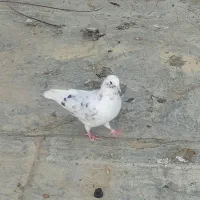 گمشده خیابان نهضت هفت تیر