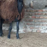 بره سوپر چاق نر و ماده|حیوانات مزرعه|سیمین شهر, |دیوار