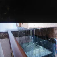 قفس طوطی هر سایز|لوازم جانبی حیوانات|قائم‌شهر, |دیوار