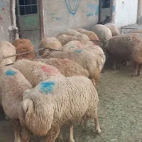 بره مغان|حیوانات مزرعه|شهریار, شهرک مصطفی خمینی|دیوار