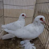 قرمز گوز