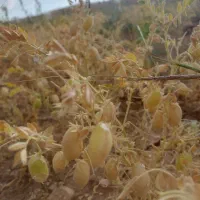 نیازمند کارگر نخود هستم