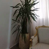 یوکای زیبا وتنه دار