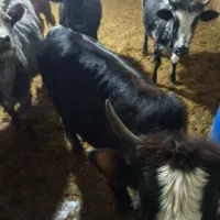 گوساله ماده