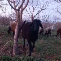 قوچ افشار مشکی جوان هوشیار