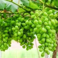 غوره آبدار بدون هسته عسگری درشت