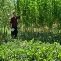 تولید و فروش نهال صنوبر