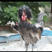 جوجه مرغ خروس کاکلی و گردن لخت یک روزه|حیوانات مزرعه|سیرجان, |دیوار