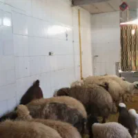 میش وبره|حیوانات مزرعه|کرمانشاه, |دیوار