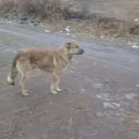 سگ سرابی|سگ|میانه, |دیوار