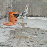 جوجه خروس لاری۷ماهه چهاردونگ