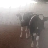 4عدد گوساله 3جوانه 1تلیسه