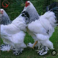 جوجه یکروزه برهما.گلین.گردن لخت.محلی.