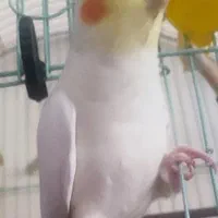 عروس هلندی لوتینو فروش فوری|پرنده|سراب, |دیوار