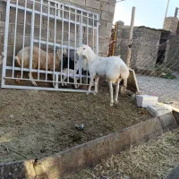 بره قوچی چینی اصل|حیوانات مزرعه|تربت جام, جامرود|دیوار