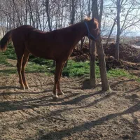 اسب مادیان کورد