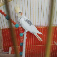 عروس هلندی نر