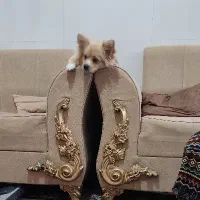 سگ پامر گرگی|سگ|سبزوار, شهرک ابوذر|دیوار